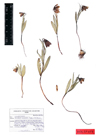 Fritillaria arsusiana holotype